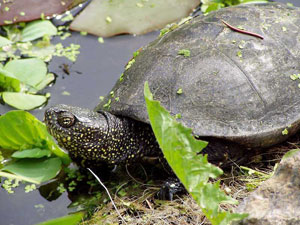 Болотная черепаха (источник http://www.redbook.ru)