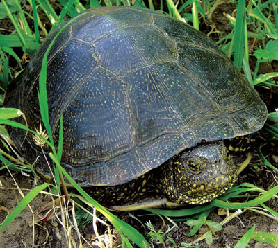 Черепаха болотная (источник http://www.molbiol.ru)