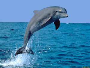Дельфин (источник http://vale.mylivepage.ru)