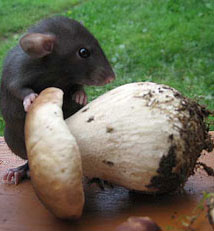 Черная крыса (источник kp.ua)