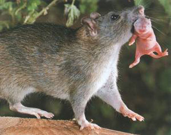 Серая крыса (источник www.pcokft.hu)