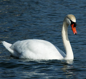 Лебедь-шипун (источник http://cob-swan.ru)