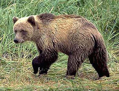 Медведь (источник http://zmmu.msu.ru)