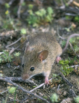 Мышь домовая (источник http://www.ecosystema.ru)