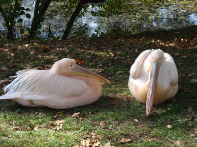 Розовый пеликан (фото Светланы Ляшенко)