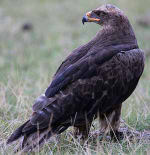 Степной орел (источник www.peacekaz.net)