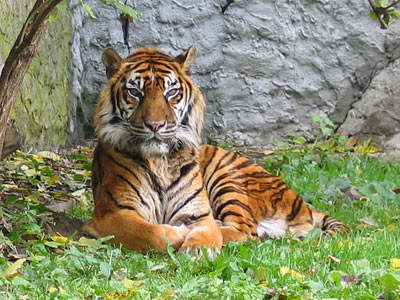Тигр (источник http://dic.academic.ru)