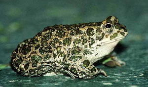 Зеленая жаба (источник http://trainz.cti.net.ua)