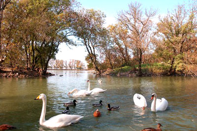 Искусственный пруд (источник www.panoramio.com)