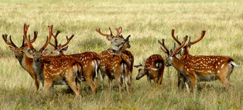 Пятнистые олени (источник www.panoramio.com)