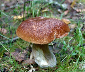 Белый гриб (боровик) (источник fikus.sk6.ru)
