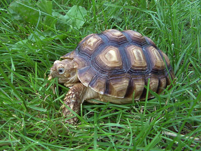 Черепаха (источник www.zastavki.com)