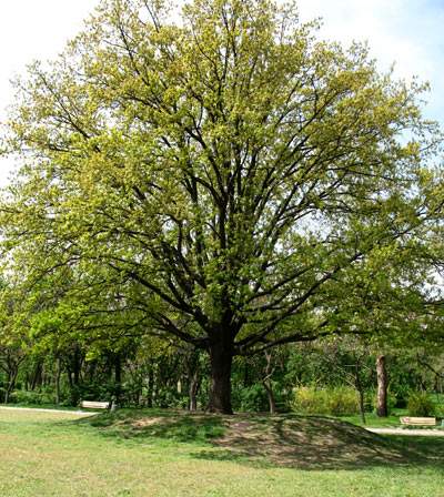 Дуб черешчатый, посаженный в Комсомольском парке в часть заложения парка (12 апреля 2009 года дереву исполнилось 60 лет)