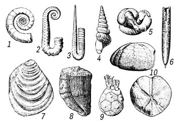 Ископаемые, характерные для меловой системы. Головоногие моллюски — аммониты (1—5): 1 — криоцератит (Crioceratites), 2 — анцилоцерас (Ancyloceras), 3 — гамулина (Hamulina), 4 — туррилит (Turrilites), 5 — ниппонит (Nipponites); 6 — белемнит (Belemnitella). Двустворчатые моллюски: 7 — иноцерам (Inoceramus), 8 — рудист (Hippurites). Иглокожие: 9 — морская лилия (Marsupites), 10 — морской ёж (Micraster). (источник http://www.cultinfo.ru)