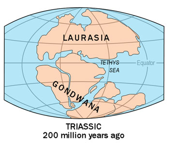 Тетис, обозначенный 'Tethys Sea', разделяет Пангею (Pangea) на два континента Лавразию (Laurasia) и Гондвану (Gondwana). (источник http://ru.wikipedia.org)