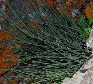Ефедра двухколосковая, хвойник (источник www.ninewood.org)