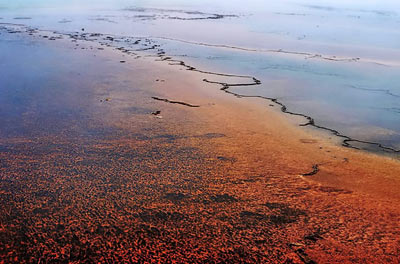 Красные водоросли в водоеме (источник andreev.org)