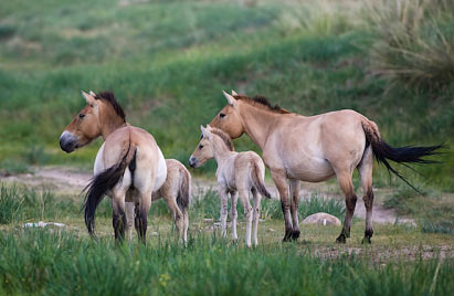 Дикие лошади степи (источник blog.sina.com.cn)