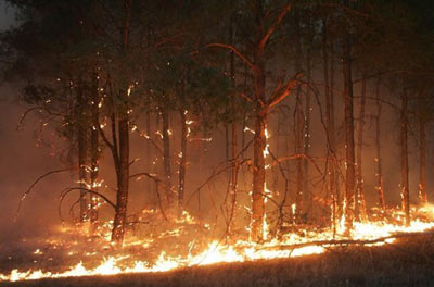В Херсонской области в Цюрюпинском лесничестве горит лес (источник www.segodnya.ua)