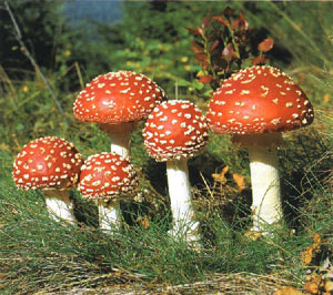 Мухомор (источник www.mushroomer.ru)