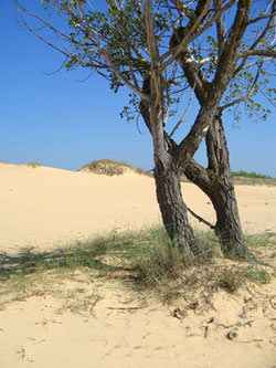 Пустыня под боком - Прогулка по Алешковским пескам (источник blog.kherson.ua)
