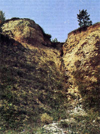Эрозия почвы - начало образования (источник dendrology.ru)