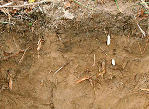 Суглинистые почвы (источник www.supersadovnik.ru)