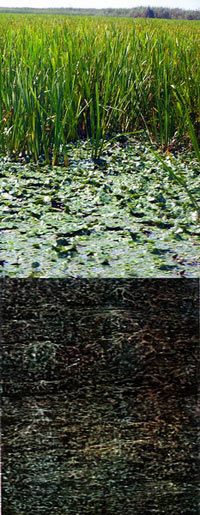 Зарастающий торфяник в низовьях реки лесостепи (источник www.photoukraine.com)
