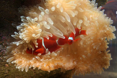 Полипы извлекают кальций из морской воды (источник www.planeta-neptun.ru)