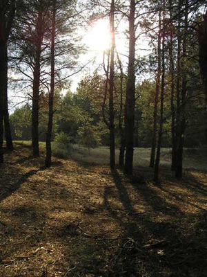 Крынки лес (источник www.panoramio.com)