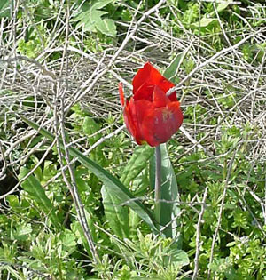 Помните "Аленький цветочек"? А может это был тюльпан Шренка? :) (источник www.ulrmc.org.ua)
