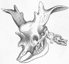 Сиватерия (sivatherium giganteum) древний представитель жирафовых (источник http://forum.zoologist.ru)